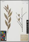 Foto von Salix acutifolia Willd.